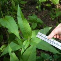 Himalayan Knotweed